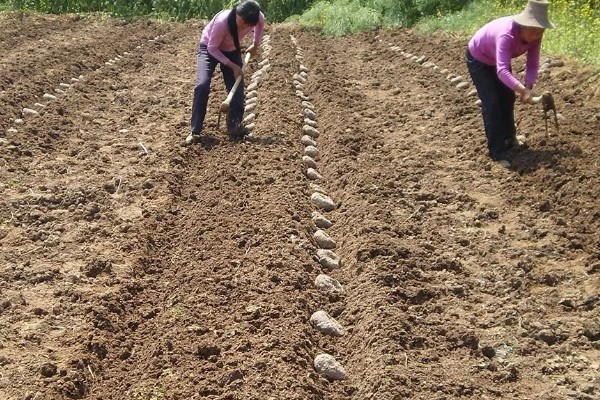 魔芋的种植技术，适合生长在较为温暖的环境中