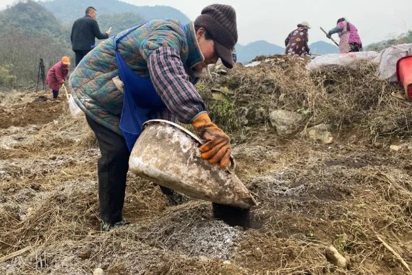 魔芋的种植技术，适合生长在较为温暖的环境中