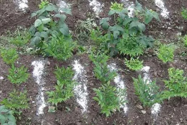 魔芋的种植技术，适合生长在较为温暖的环境中