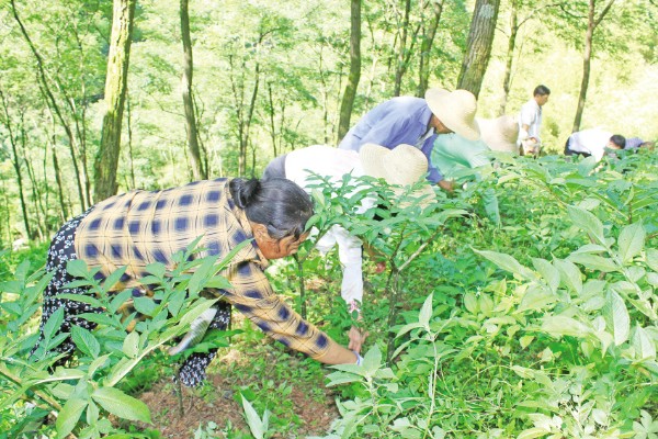 魔芋的种植技术，适合生长在较为温暖的环境中