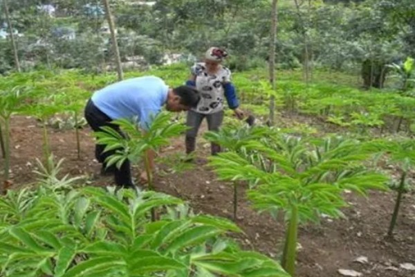 魔芋的种植技术，适合生长在较为温暖的环境中