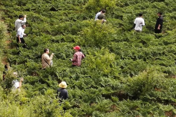 魔芋的种植技术，适合生长在较为温暖的环境中