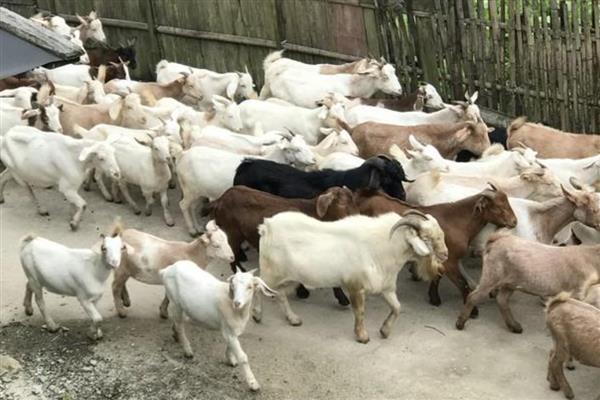 怎样让母羊一胎多羔,首先做好品种的选育工作