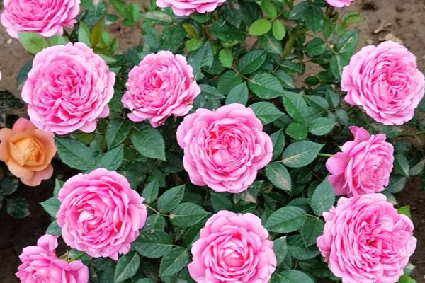 粉月季花的花语，寓意初恋、高贵等
