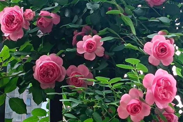 粉月季花的花语，寓意初恋、高贵等