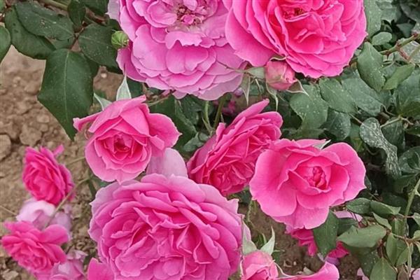粉月季花的花语，寓意初恋、高贵等
