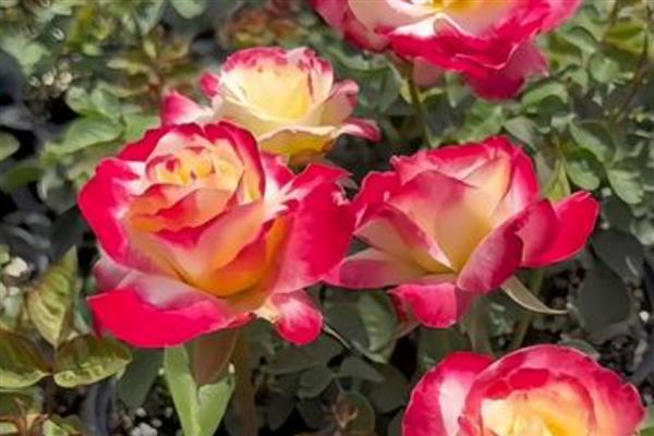 粉月季花的花语，寓意初恋、高贵等