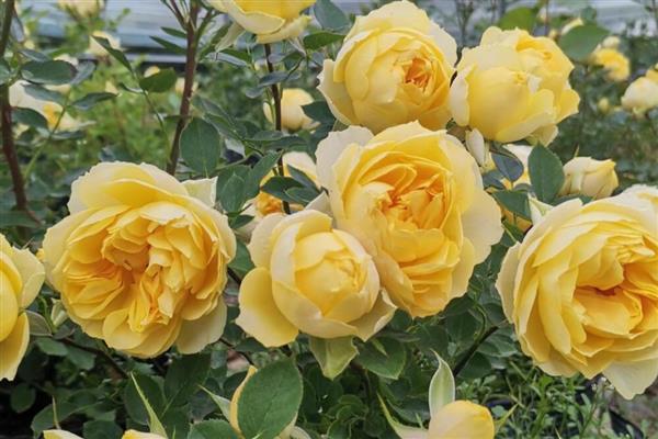 粉月季花的花语，寓意初恋、高贵等