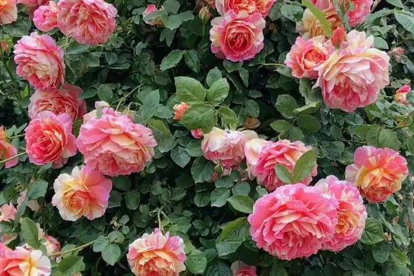 粉月季花的花语，寓意初恋、高贵等