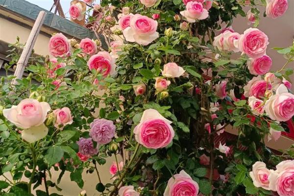 粉月季花的花语，寓意初恋、高贵等