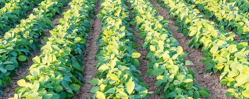 植物转基因技术有什么优点和缺点，可以降低生产成本但长期种植会影响生态环境