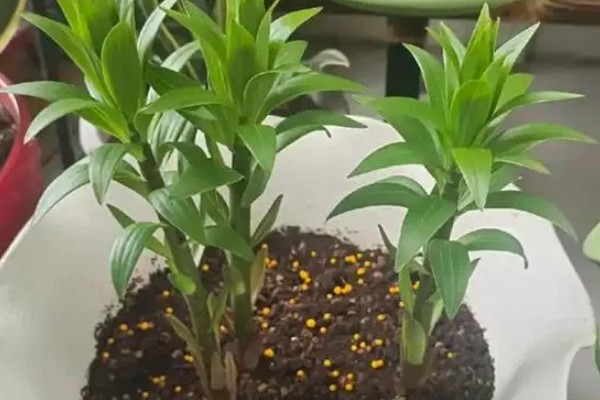 百合开完花怎么处理，需及时将开败的残花剪除