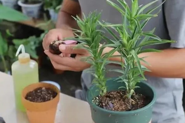 百合开完花怎么处理，需及时将开败的残花剪除
