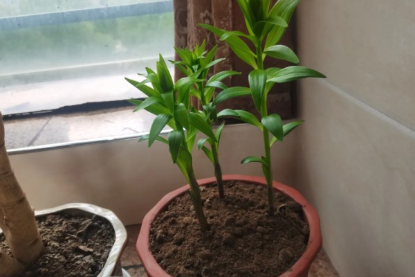 百合开完花怎么处理，需及时将开败的残花剪除