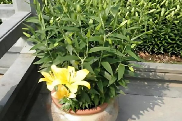百合开完花怎么处理，需及时将开败的残花剪除