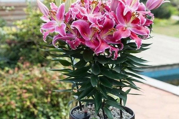 百合开完花怎么处理，需及时将开败的残花剪除