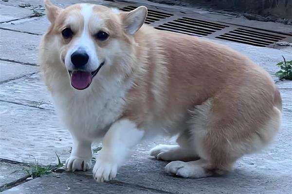 狗狗长癣了怎么防治，要及早隔离治疗