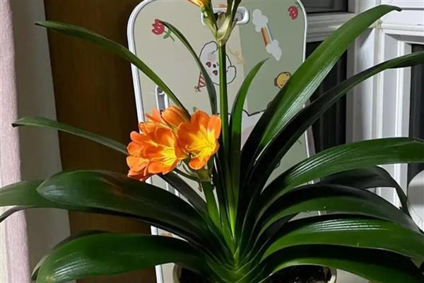 君子兰过多长时间会开花,单边叶片有12片以上才具备开花能力