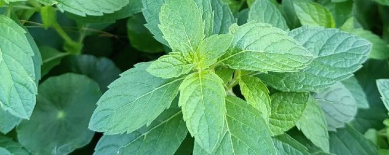 植物薄荷可以驱蚊子吗，能驱蚊子