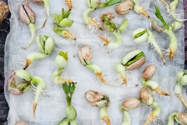 怎么种植花生芽苗菜,露白的种子要进行二次催芽