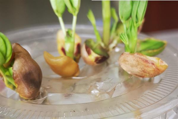 怎么种植花生芽苗菜,露白的种子要进行二次催芽