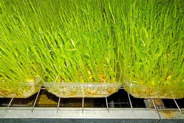 怎么种植花生芽苗菜,露白的种子要进行二次催芽