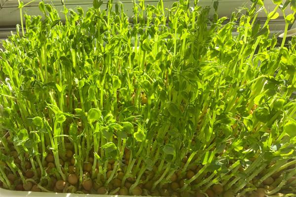 怎么种植花生芽苗菜,露白的种子要进行二次催芽