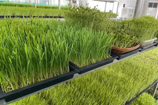 怎么种植花生芽苗菜,露白的种子要进行二次催芽