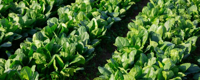 冬季可以种什么，可以种植菠菜、香菜等
