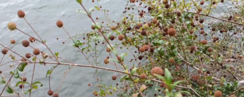 水杨梅的简介，属于茜草科植物