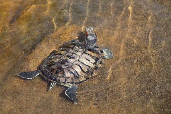 金钱龟能放生到河里吗,能放生到河里