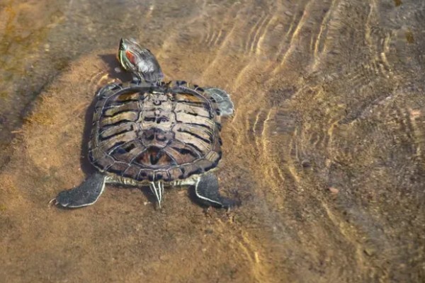 金钱龟能放生到河里吗,能放生到河里