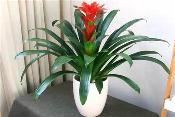 红星凤梨的浇水方法，春秋季节每隔2-3天浇一次