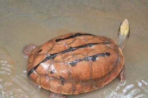 金钱龟能放生到河里吗,能放生到河里