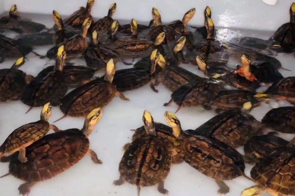 金钱龟能放生到河里吗,能放生到河里