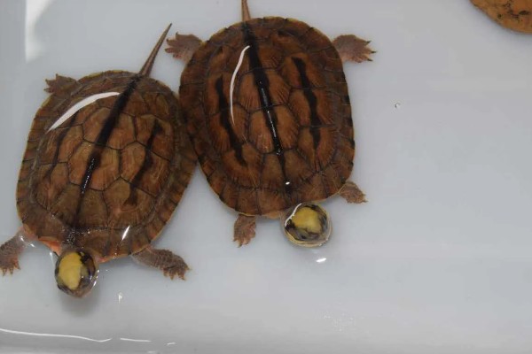 金钱龟能放生到河里吗,能放生到河里