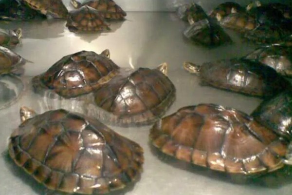 金钱龟能放生到河里吗,能放生到河里