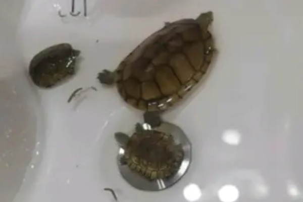 金钱龟能放生到河里吗,能放生到河里