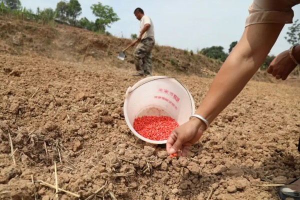 夏玉米麦茬免耕直播技术，可采用大小行播种