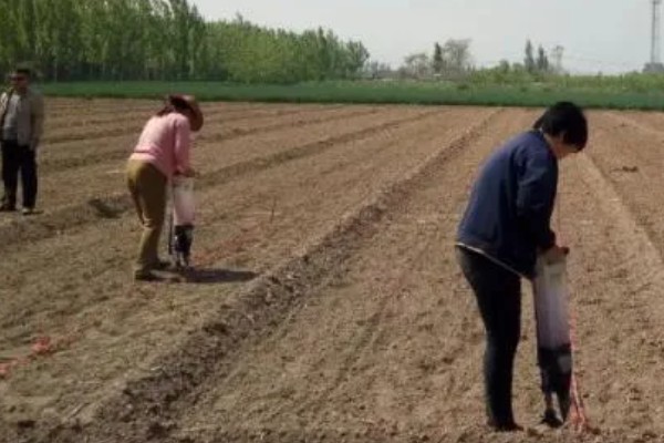 夏玉米麦茬免耕直播技术，可采用大小行播种