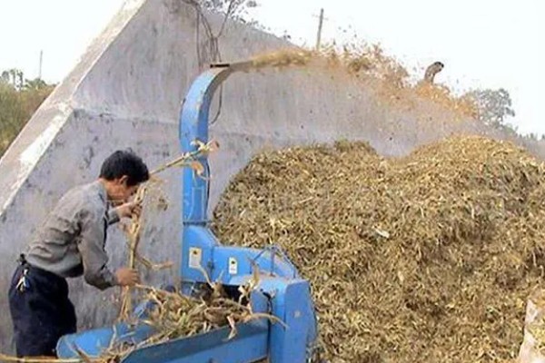 夏玉米麦茬免耕直播技术，可采用大小行播种