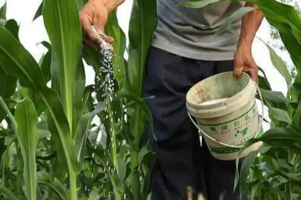 夏玉米麦茬免耕直播技术，可采用大小行播种