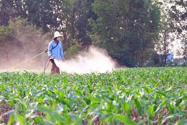 夏玉米麦茬免耕直播技术，可采用大小行播种