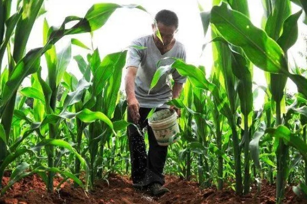 夏玉米麦茬免耕直播技术，可采用大小行播种