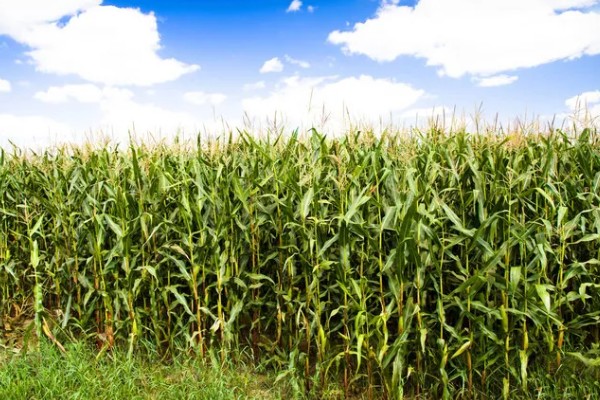 夏玉米麦茬免耕直播技术，可采用大小行播种