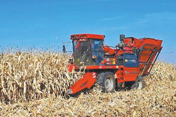 夏玉米麦茬免耕直播技术，可采用大小行播种