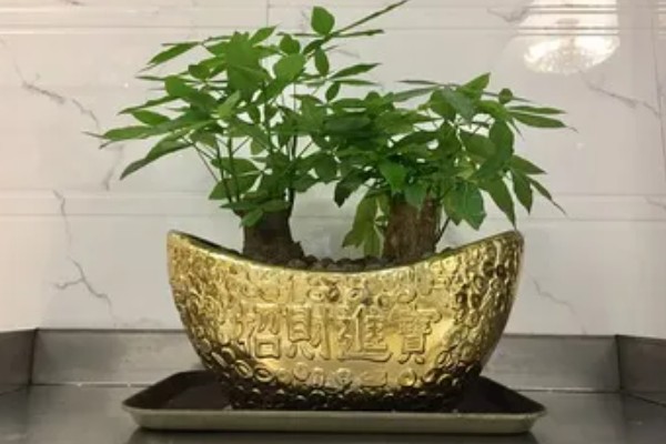 招财树叶子发黑掉叶子怎么处理，可换土栽培