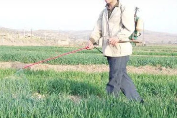 韭蛆用什么农药，在幼虫为害盛发期用辛硫磷乳油