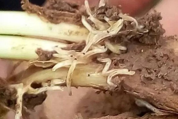 韭蛆用什么农药，在幼虫为害盛发期用辛硫磷乳油