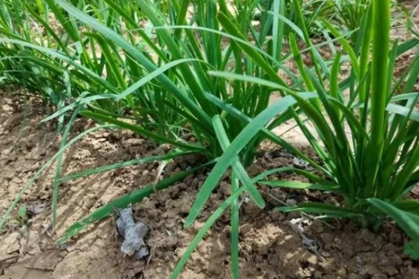 韭蛆用什么农药，在幼虫为害盛发期用辛硫磷乳油